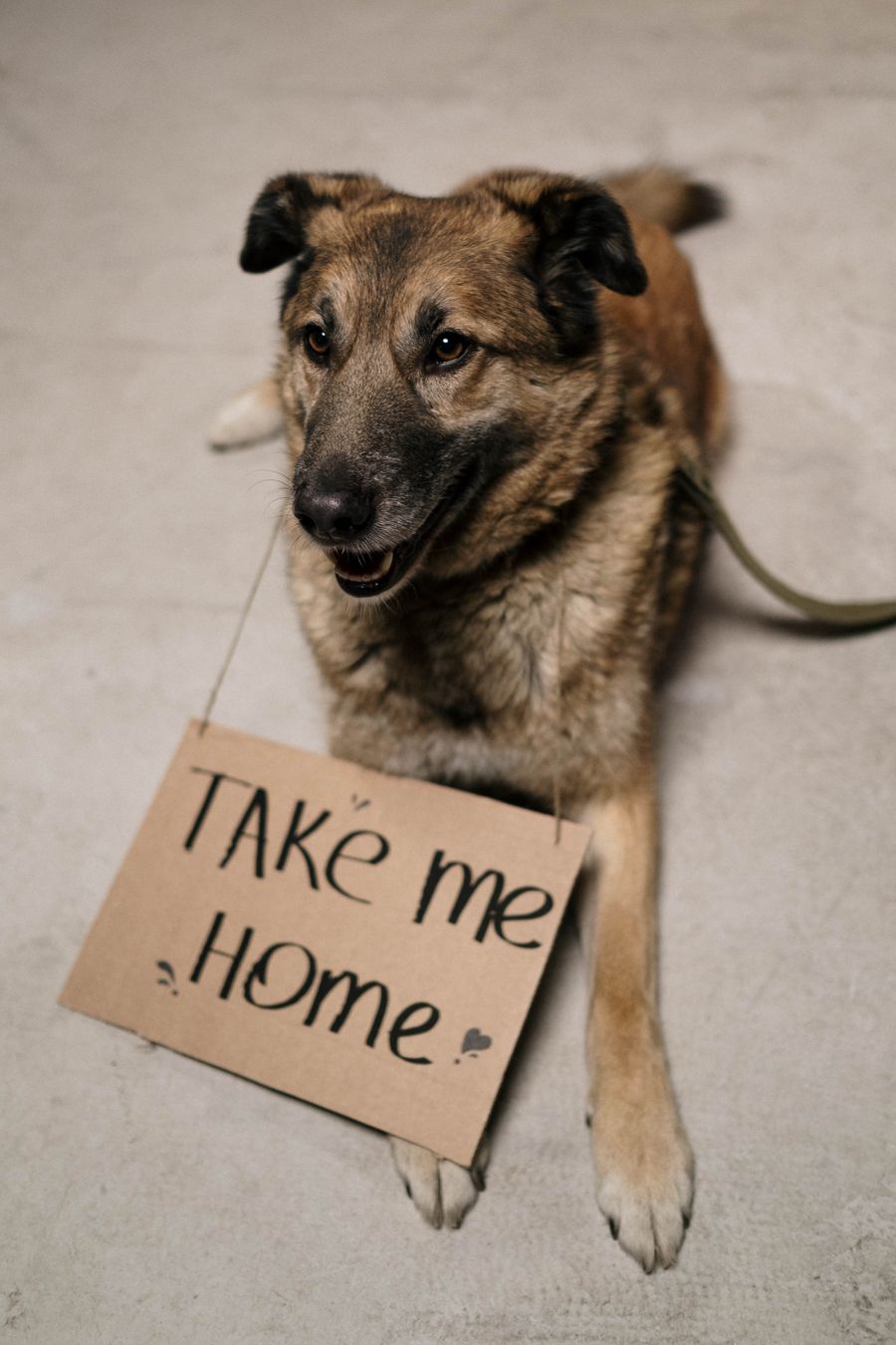 等待被领养的救助犬