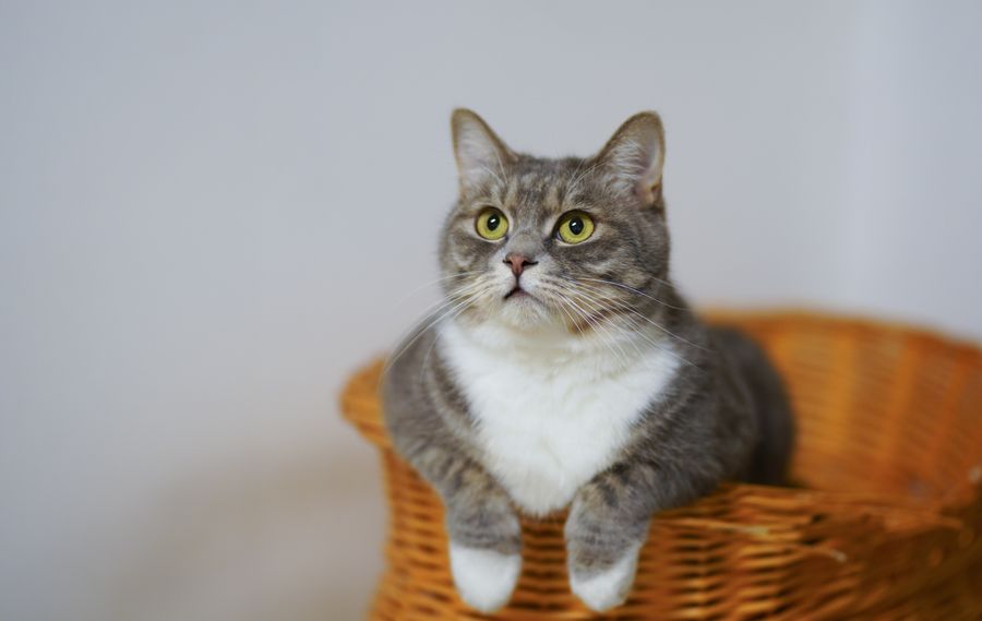 坐在藤篮里的灰色猫咪