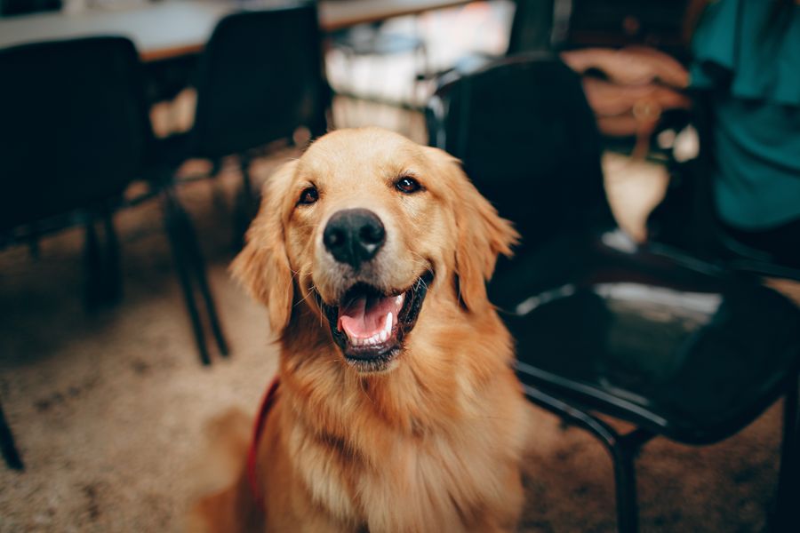 开心微笑的金毛犬