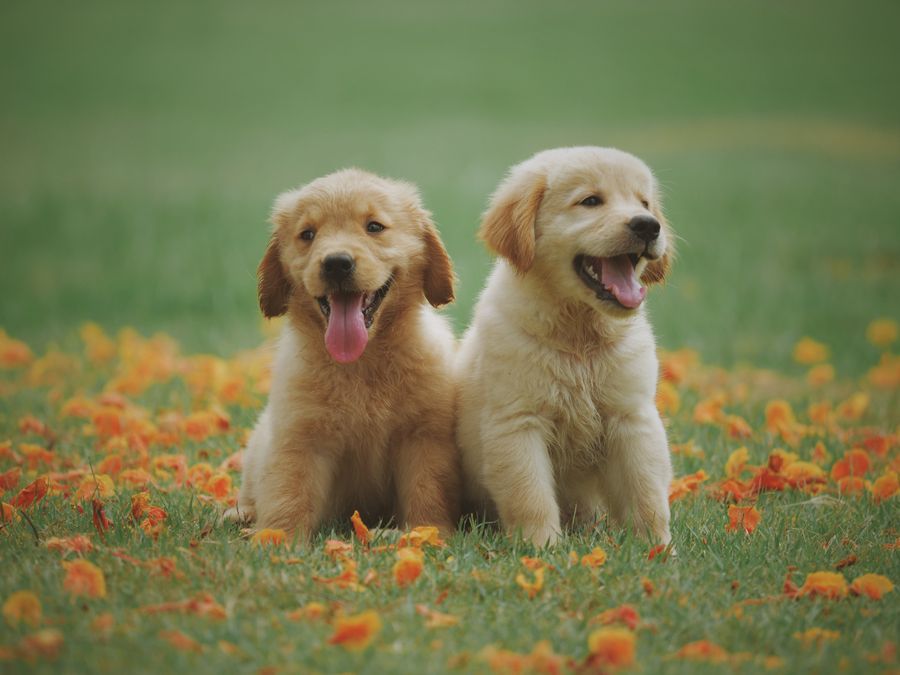 草地上的两只金毛幼犬