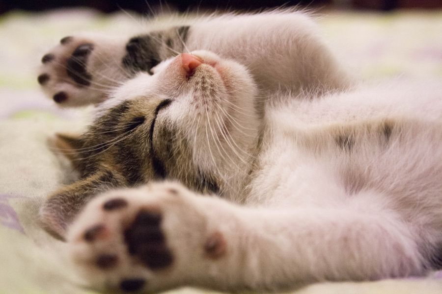 仰躺熟睡的小猫